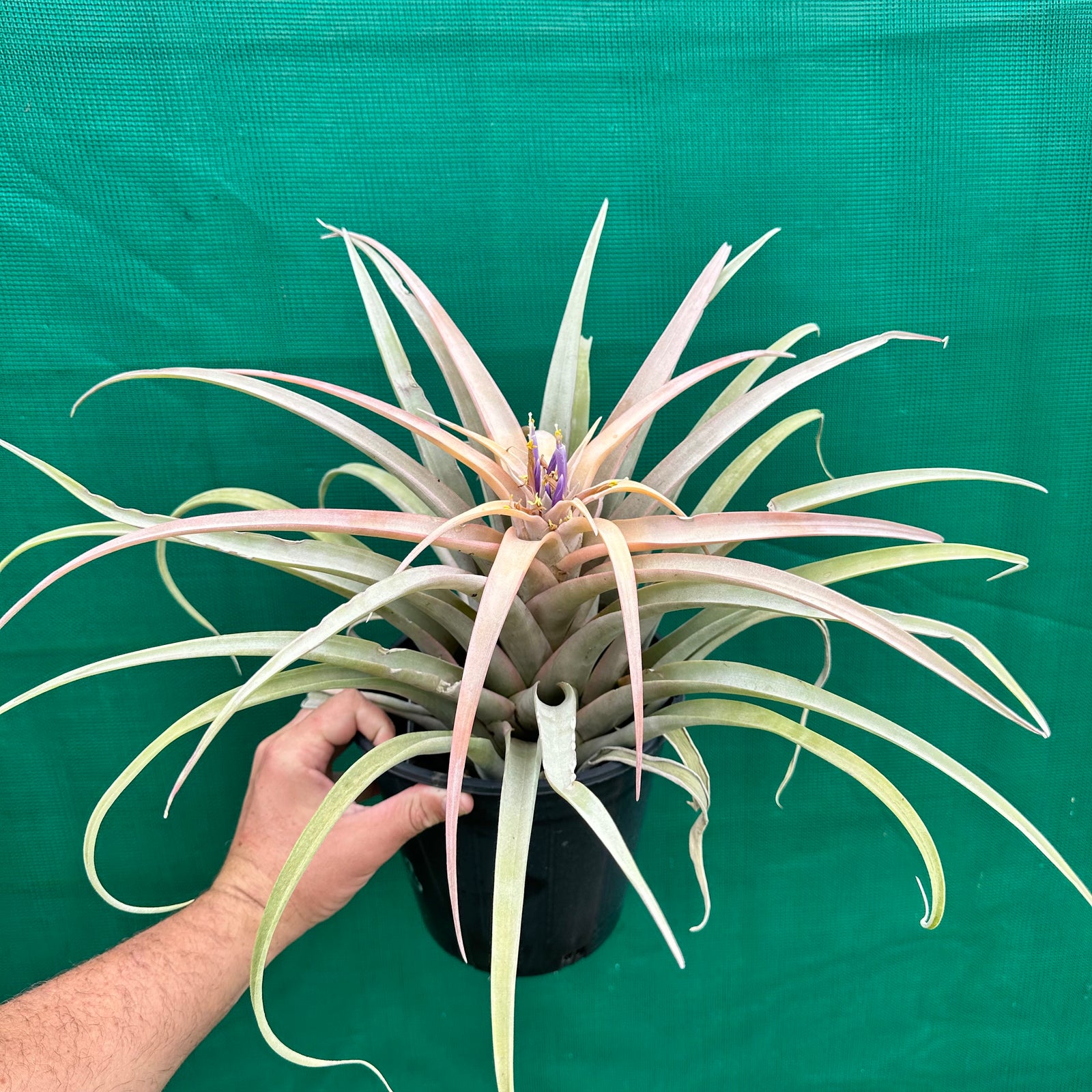 Tillandsia - capitata ‘Peach’ (Real Deal) ex. BRT