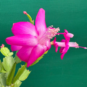 Zygocactus Thor Sharon