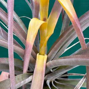 Tillandsia - capitata Yellow x capitata Marron ex. OM