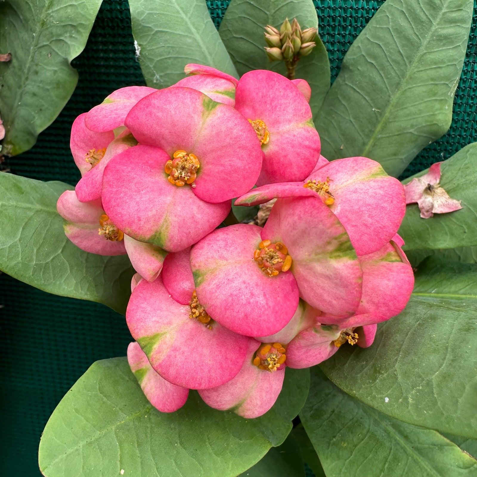 Poysean - Euphorbia milii P003