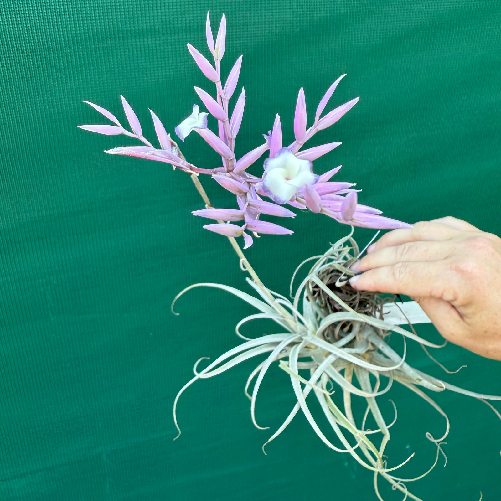 Tillandsia - purpurea x straminea ex. BG NEW