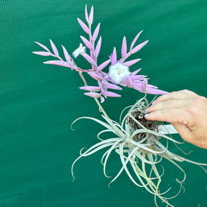 Tillandsia - purpurea x straminea ex. BG NEW