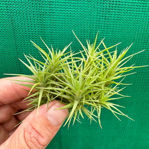 Tillandsia - aeranthos 'Minime' ex. CL