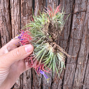 Tillandsia ionantha ‘BOE750’ (Mature Clump) NEW