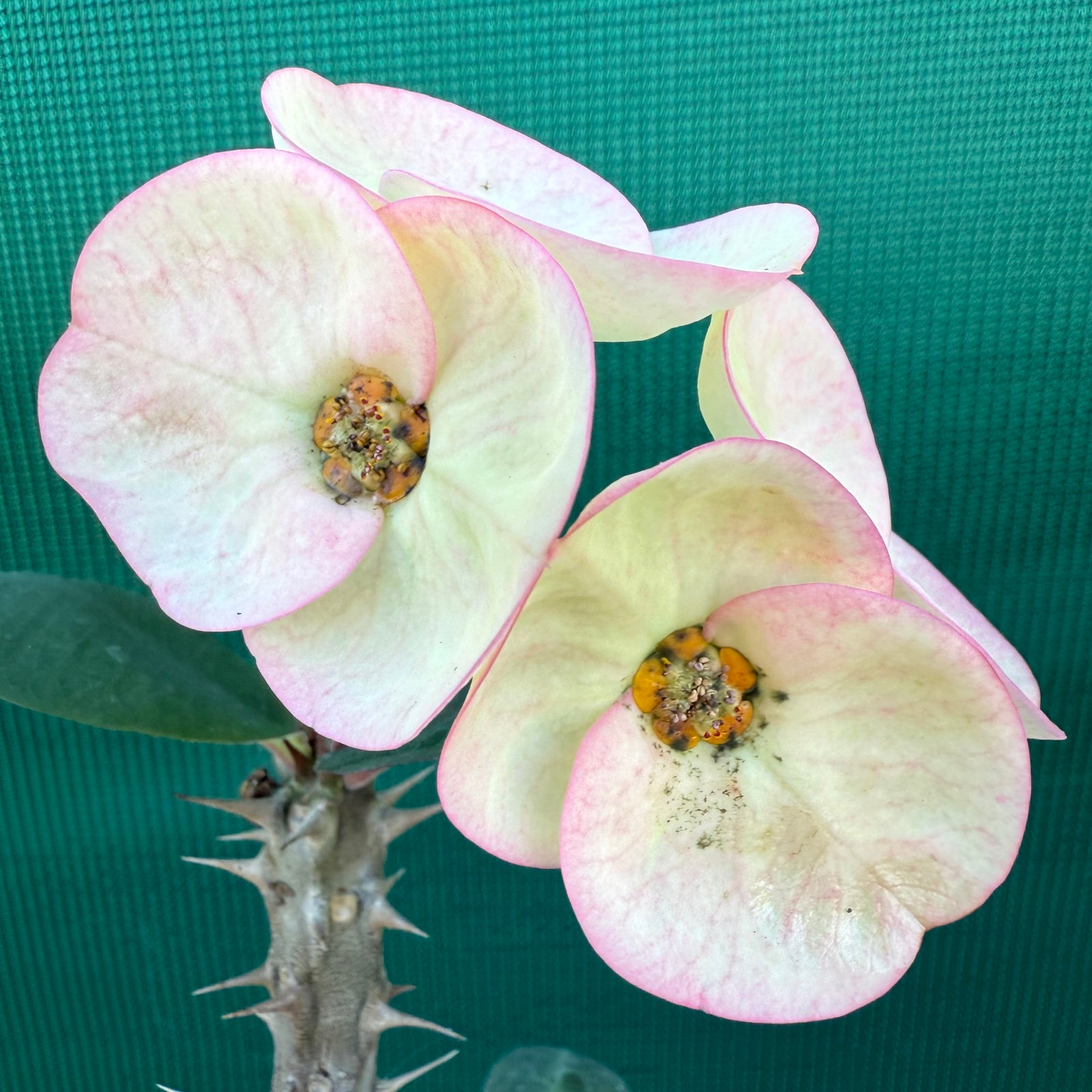 Poysean - Euphorbia P037