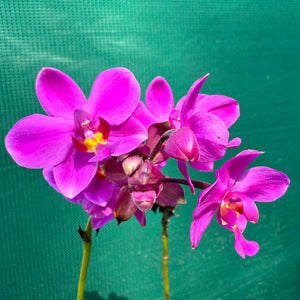Spathoglottis ‘Col’s Purple’ NEW