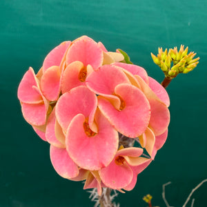 Poysean - Euphorbia milii P075 NEW