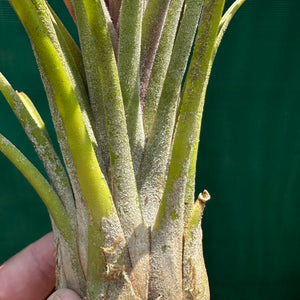 Tillandsia - Lucille RFI x ionantha ‘Rosita’ ex. GS