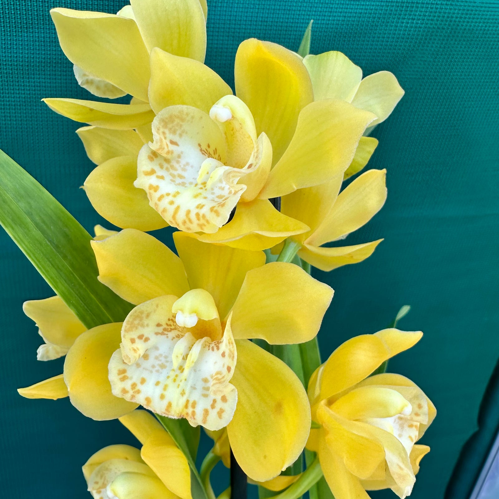 Orchid - Cymbidium ‘Tracet Reddaway Sungold’
