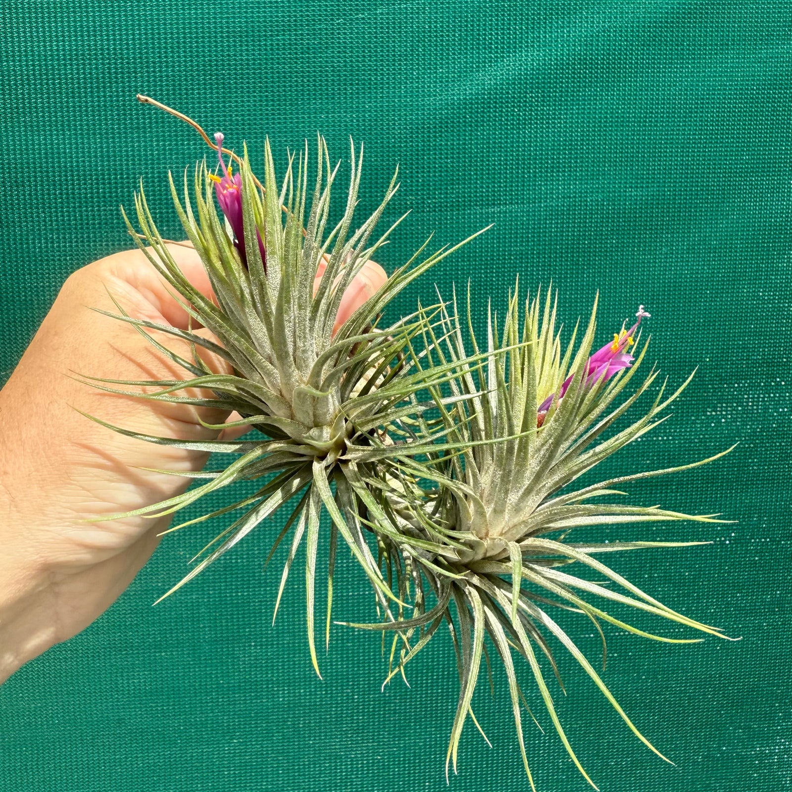 Tillandsia - funckiana x ionantha ex. BG