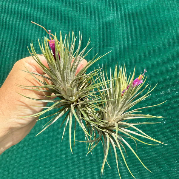 Tillandsia - funckiana x ionantha ex. BG - Air Plant Decor