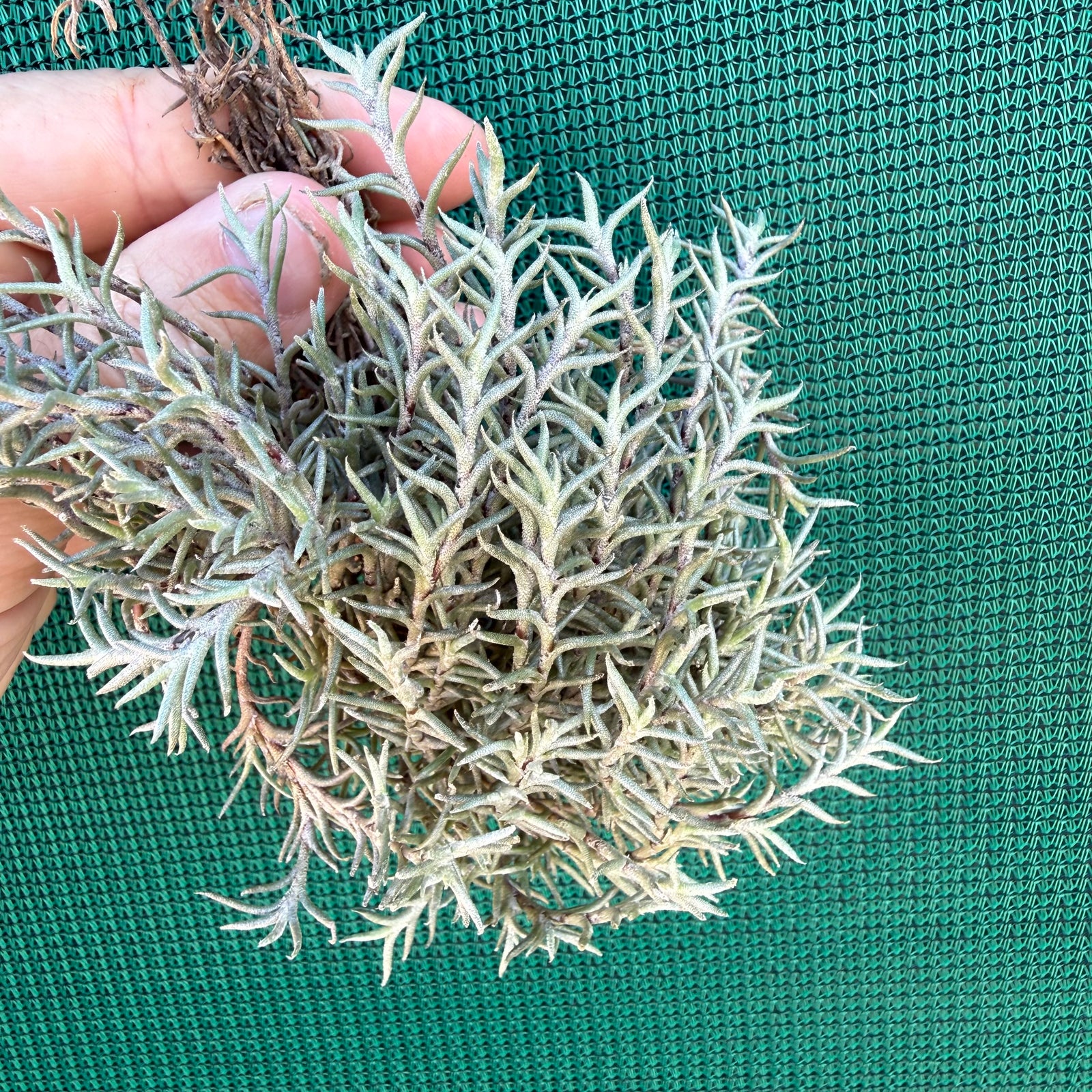 Tillandsia - capillaris ‘Pitchfork’ NEW