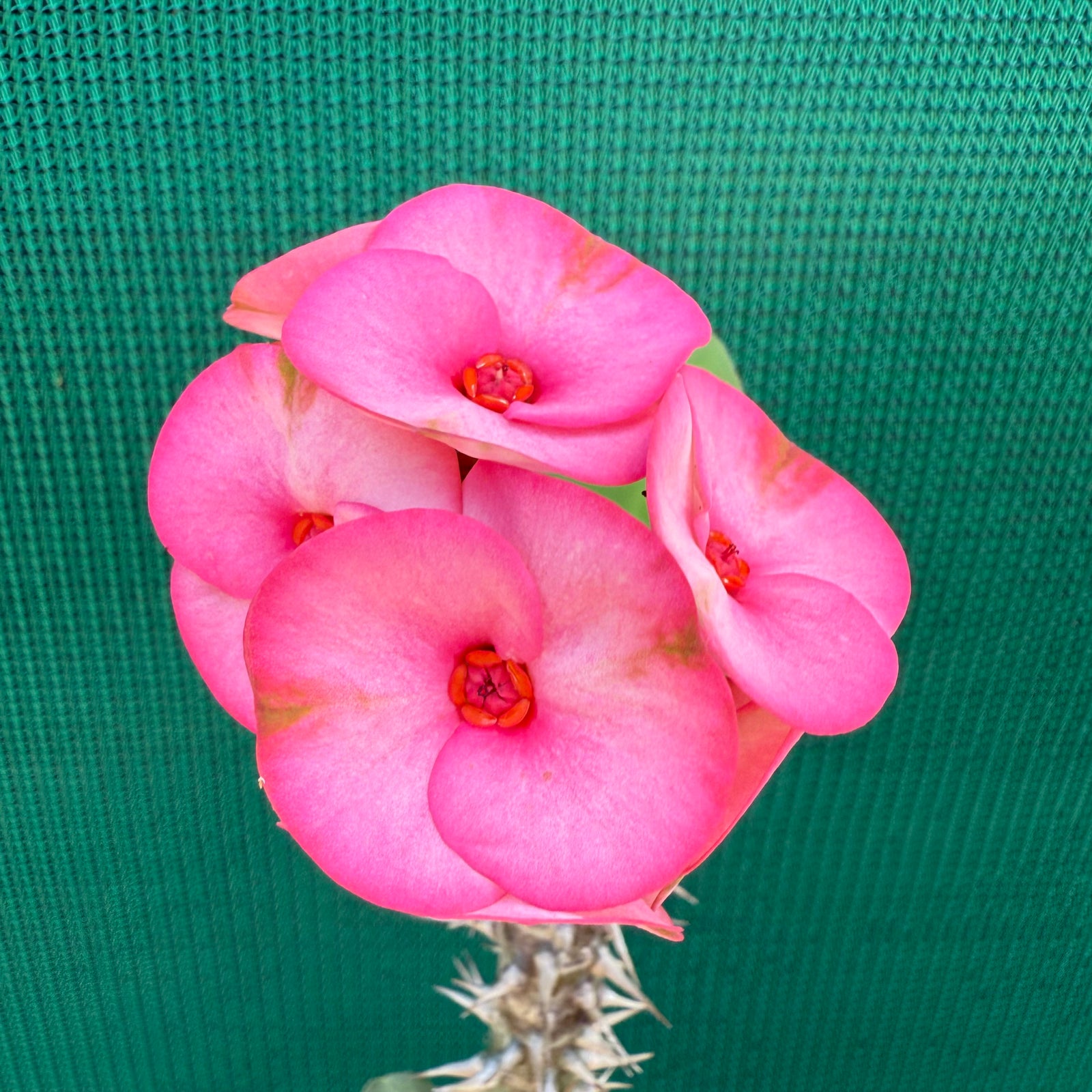 Poysean - Euphorbia Siam Hybrid ‘TubTim-Siam’ NEW