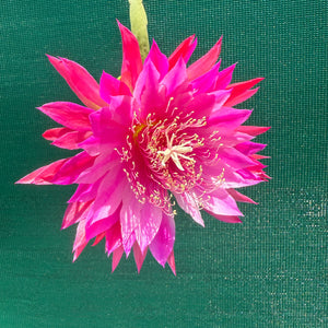 Epi. Hybrid Kiwi Razzle Dazzle EH86