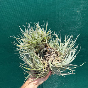 Tillandsia leonamiana ‘Brent’ (Mature Clump) NEW