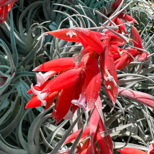 Tillandsia - subsecundifolia ‘Giant Orange’ ex. BD NEW