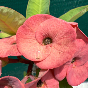 Poysean - Euphorbia P027 NEW