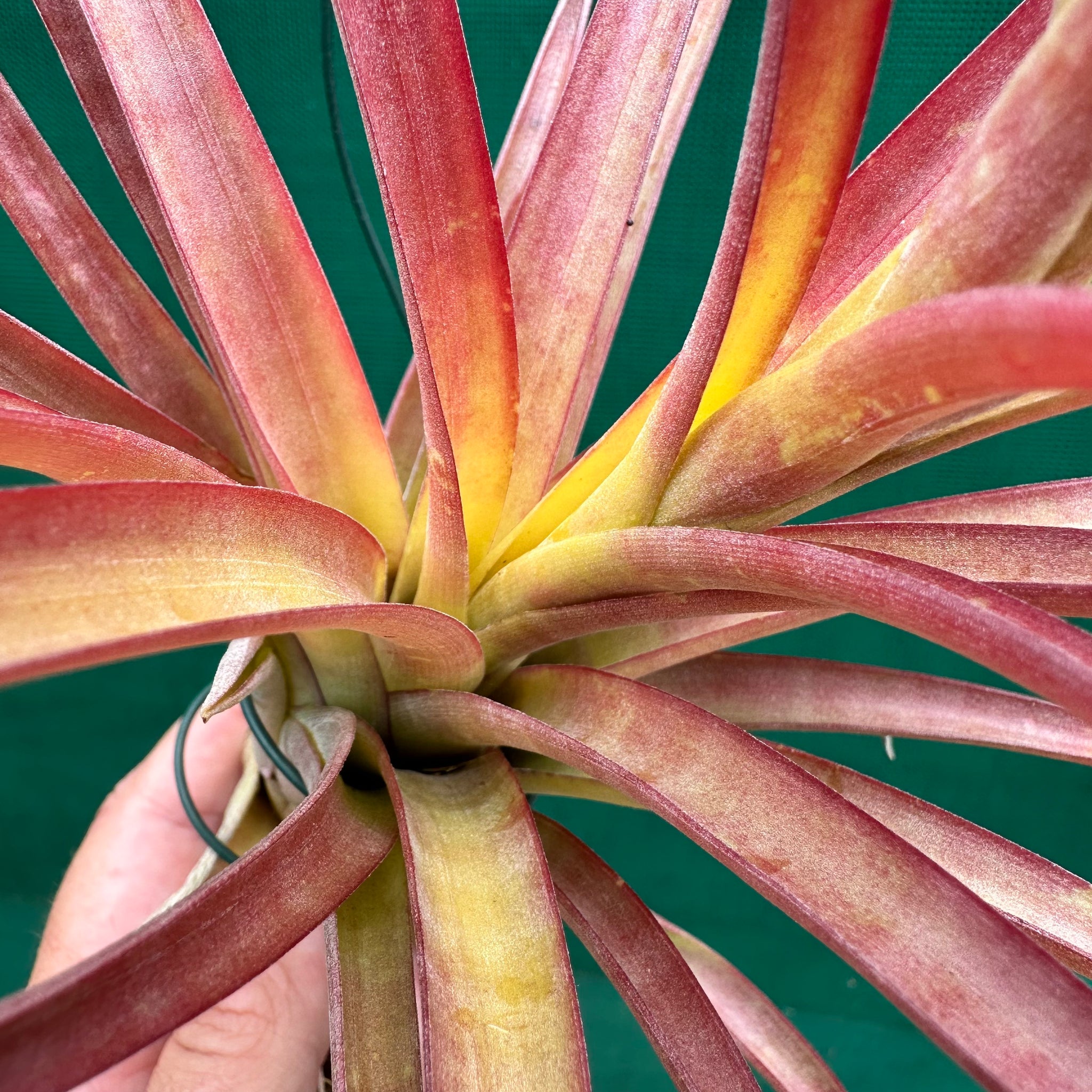 air plants cape town Tillandsia - Capetown