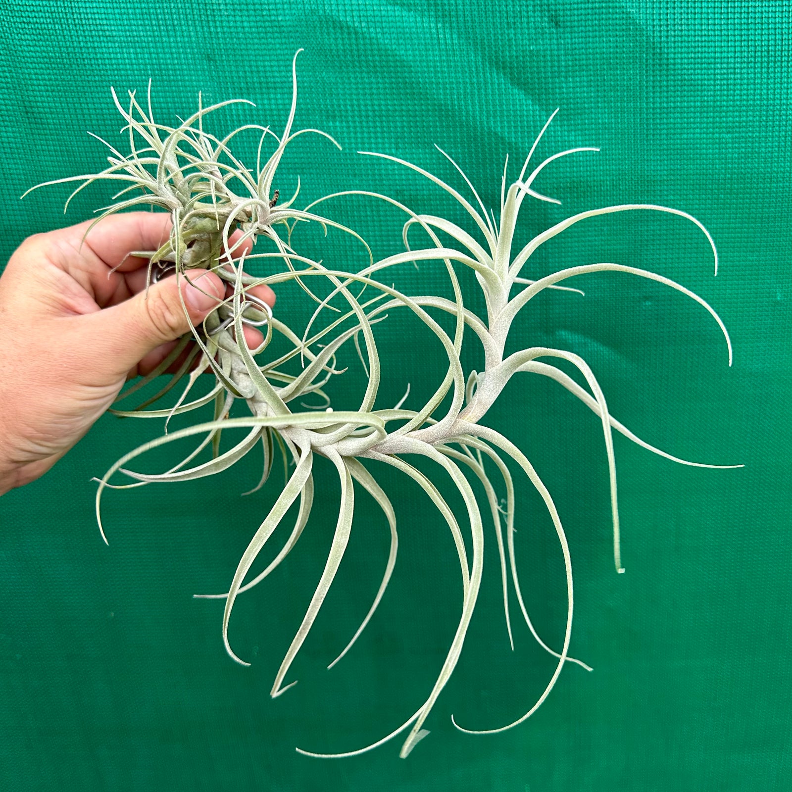 Tillandsia - queroensis PB103