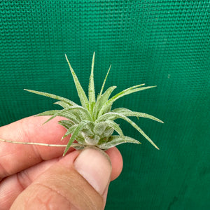 Tillandsia - ionantha 'Large Yellow’ ex. RB