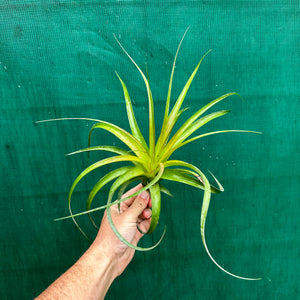 Tillandsia - rothii NEW