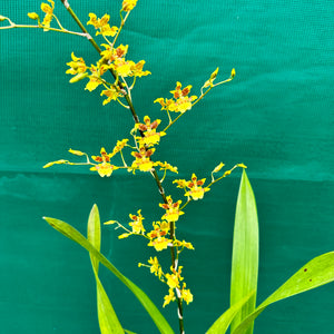 Oncidium ‘Dancing Lady’ NEW