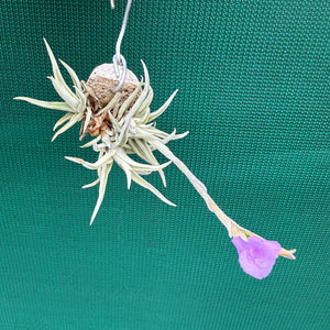 Tillandsia - paleacea ssp. apuramacensis ex. KK NEW