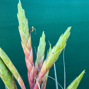 Tillandsia - inopinata