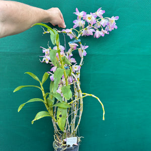 Orchid - Dendrobium ‘Mauve & Yellow Center’ NEW