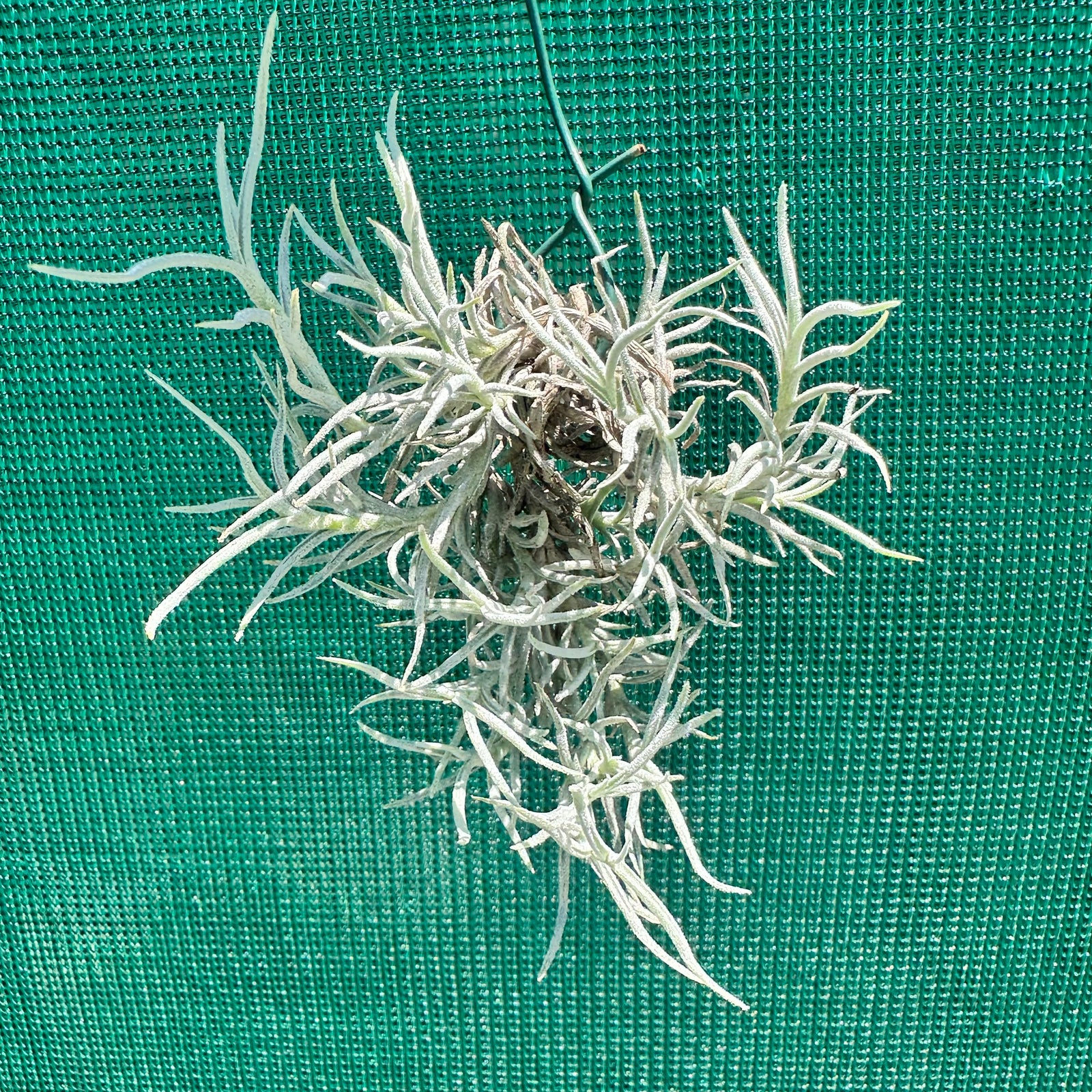 Tillandsia - capillaris ‘Silver Form’