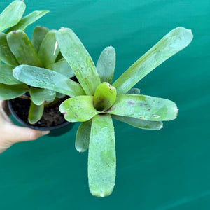 Mini Neoregelia - Short and Sweet NEW