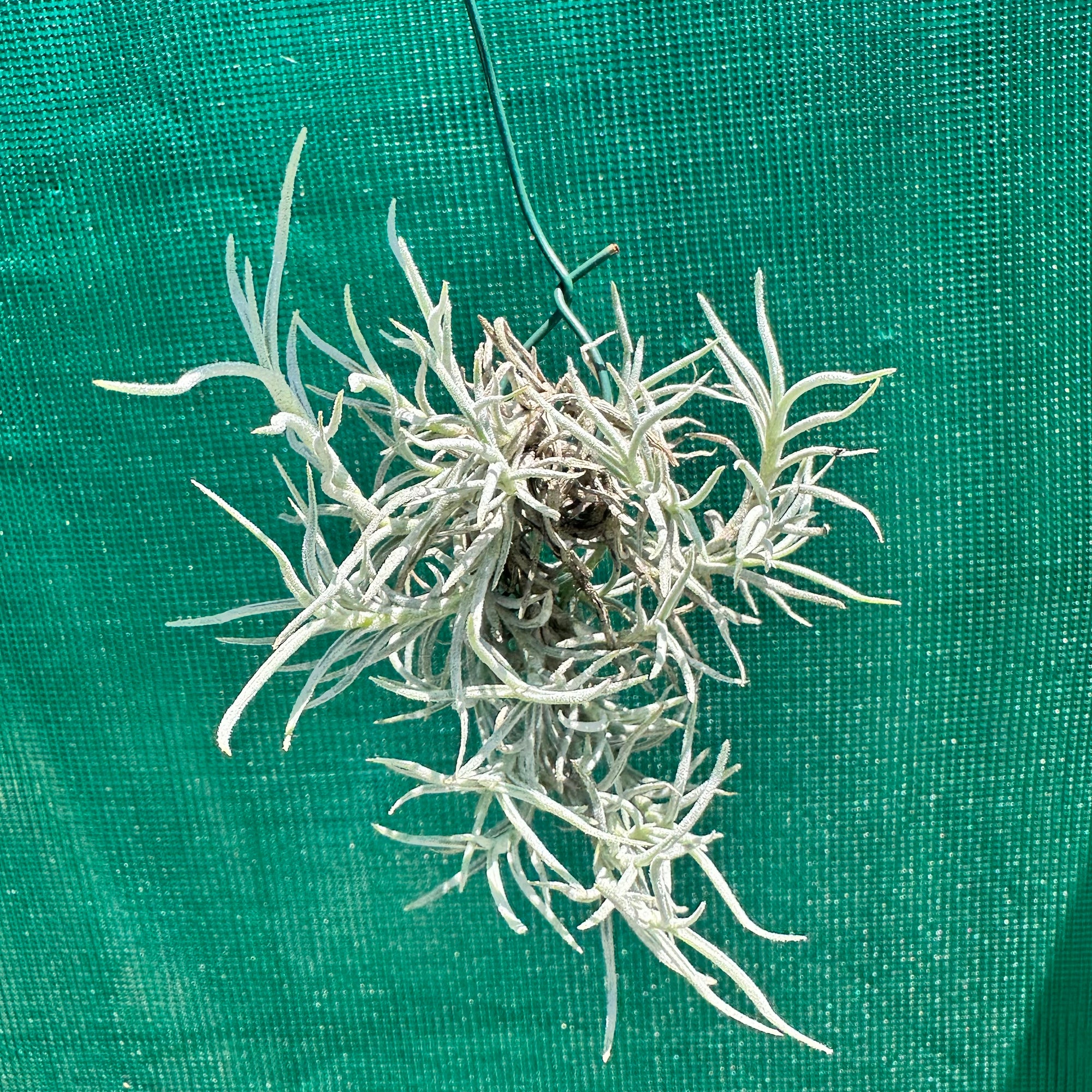Tillandsia - capillaris 'Silver Form' - Air Plant Decor