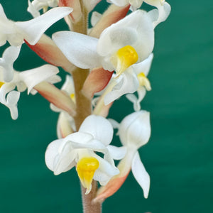 Jewel Orchid - Ludisia discolor