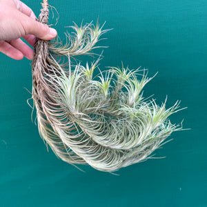 Tillandsia - tenuifolia 'Bonsall Beauty' (Mature Clump) NEW