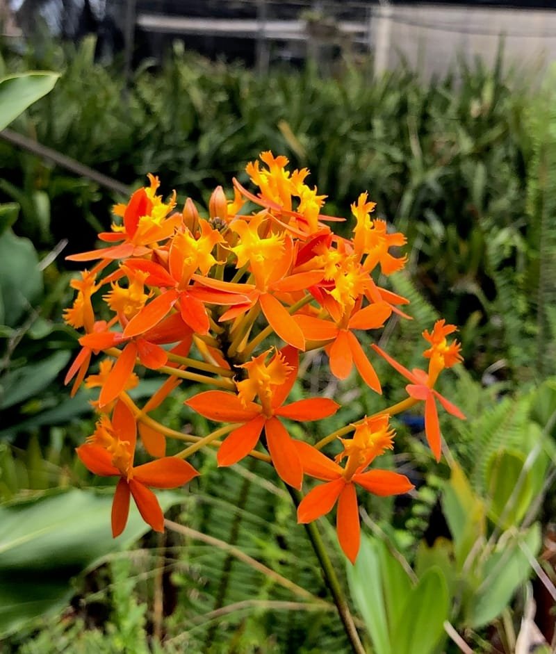 Orchid - Epidendron ‘Crucifix’ NEW
