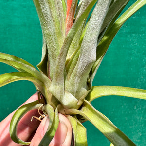 Tillandsia - chlorophylla ‘Small Form’ ex. PT