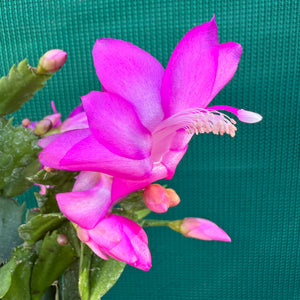 Zygocactus Ritt
