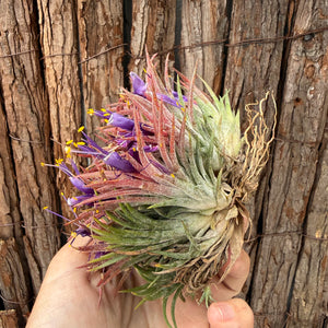 Tillandsia ionantha ‘BOE750’ (Mature Clump) NEW