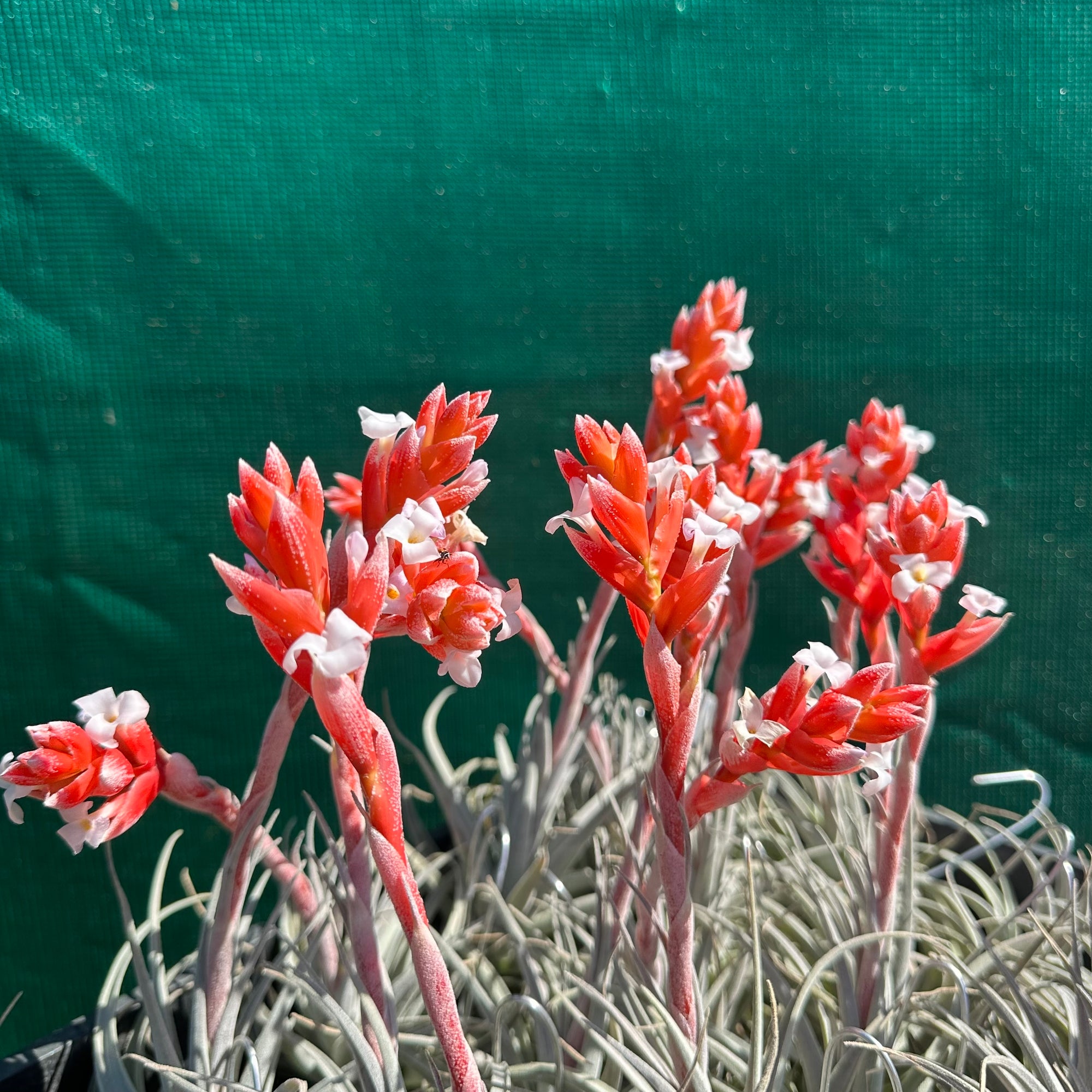 Tillandsia Succulent Form 速達発送 Tillandsia Succulent Form 速達発送 Tillandsia Succulent Form 速達