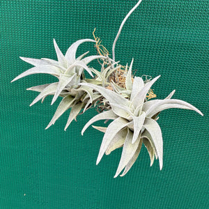 Tillandsia - barbokae ‘White Leaf’ ex. LH NEW
