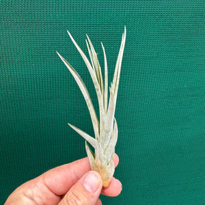 Tillandsia - fasciculata ‘Purple’ ex. BD NEW