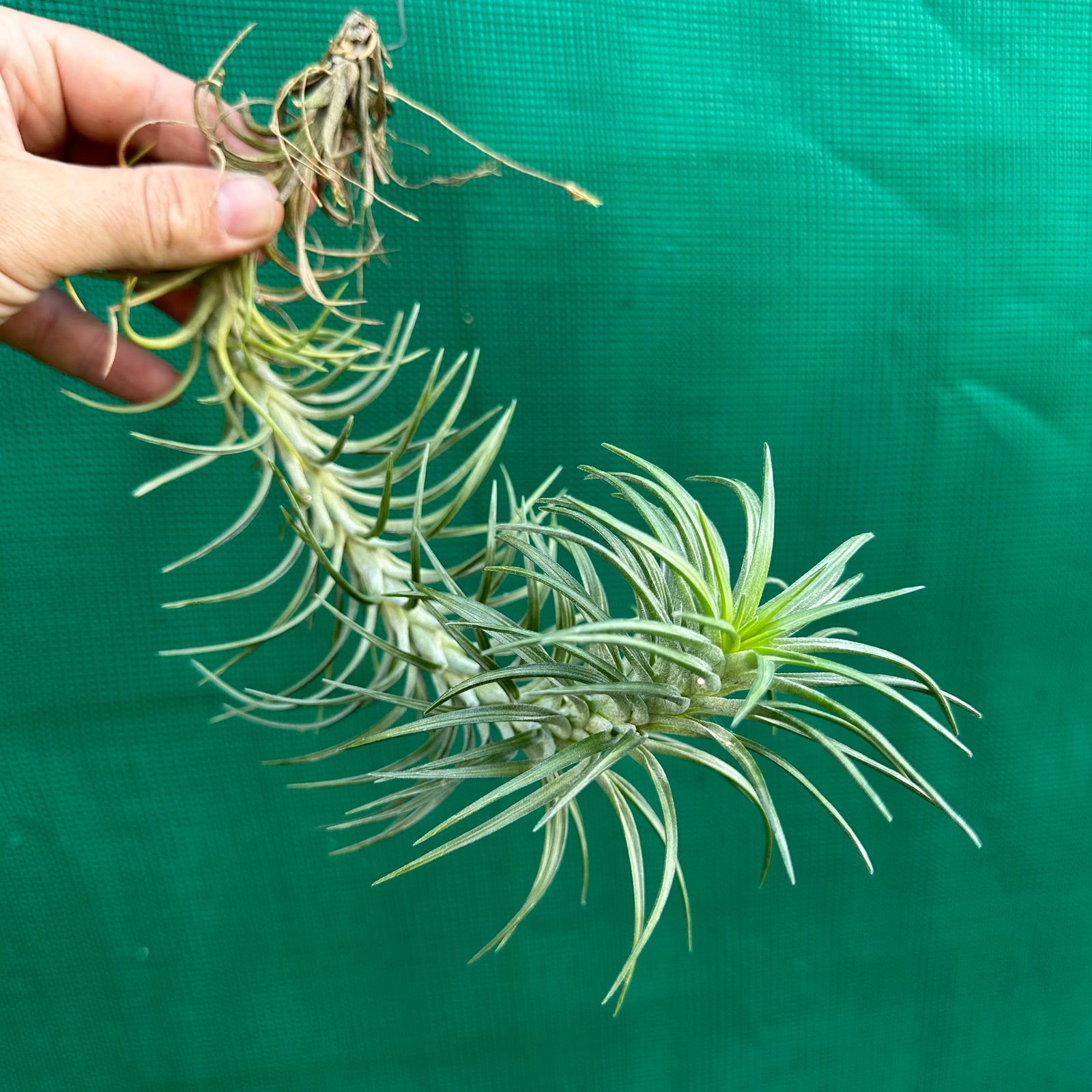 Tillandsia - araujei x tenuifolia ex. BG
