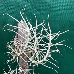 Tillandsia - paleacea ‘Bolivia’