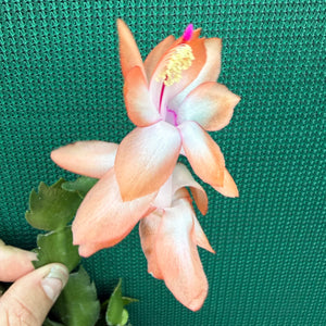 Zygocactus Beach Dancer NEW
