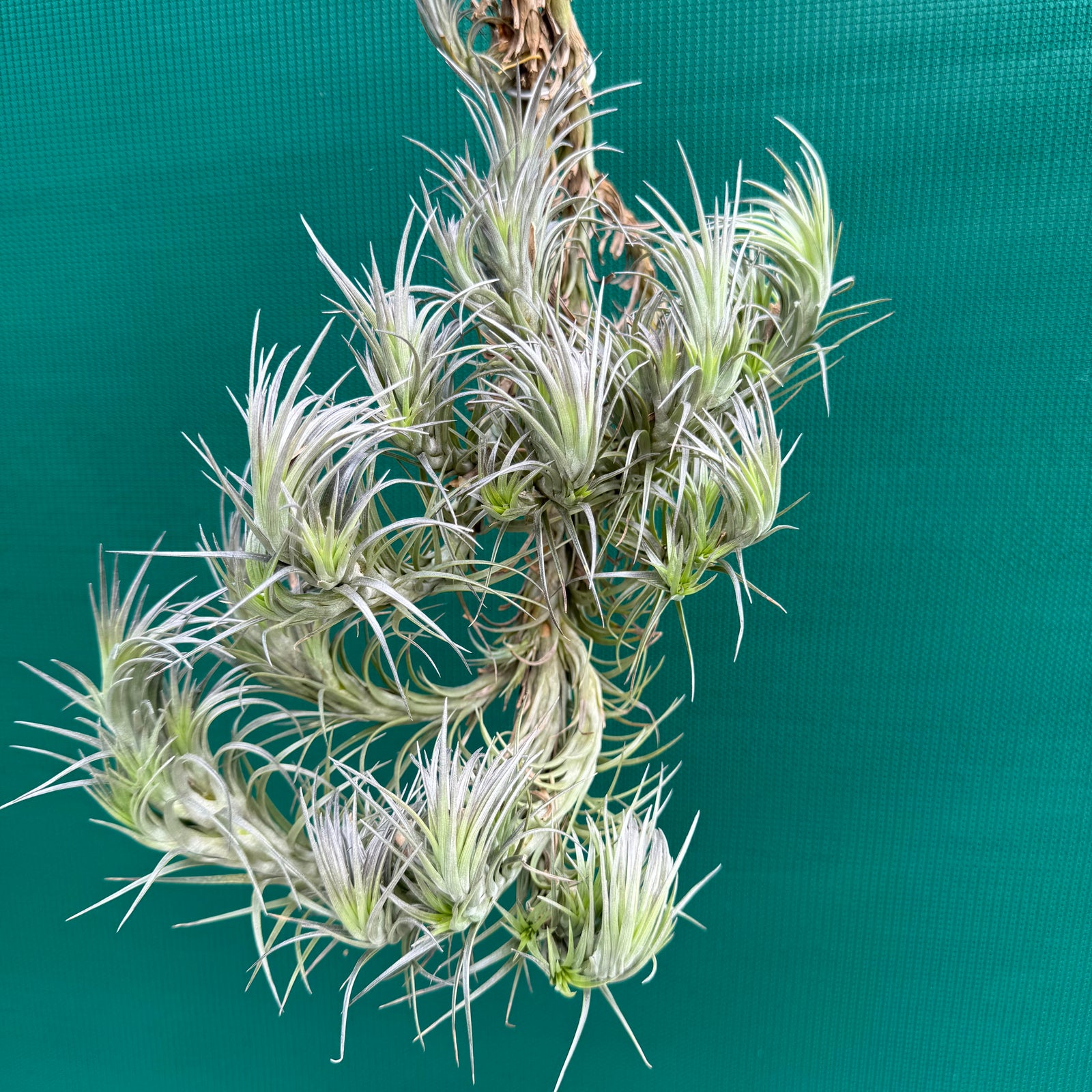 Tillandsia Silver Comb (Mature Clump) NEW