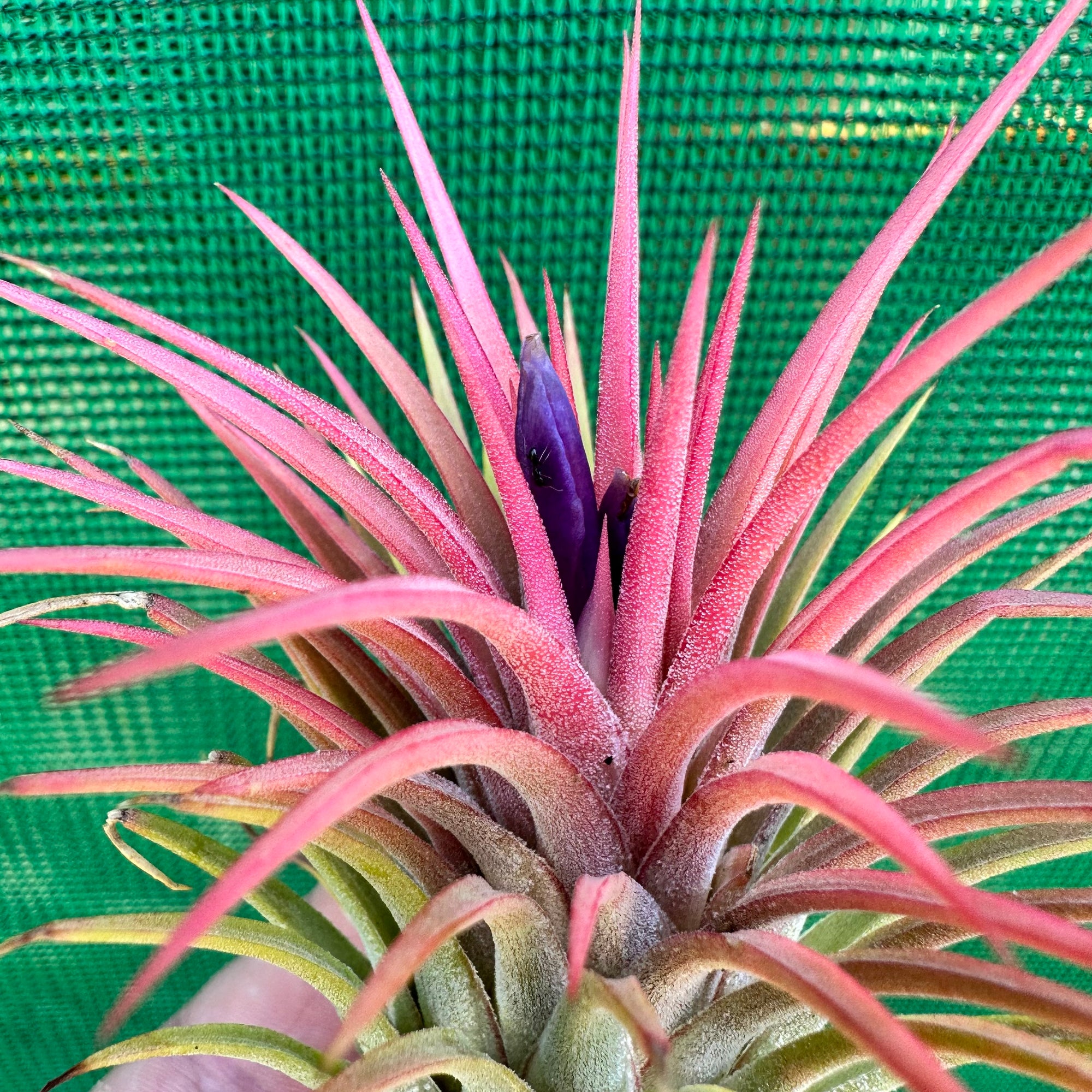 Tillandsia - ionantha ‘Ron’ (Asian Form)