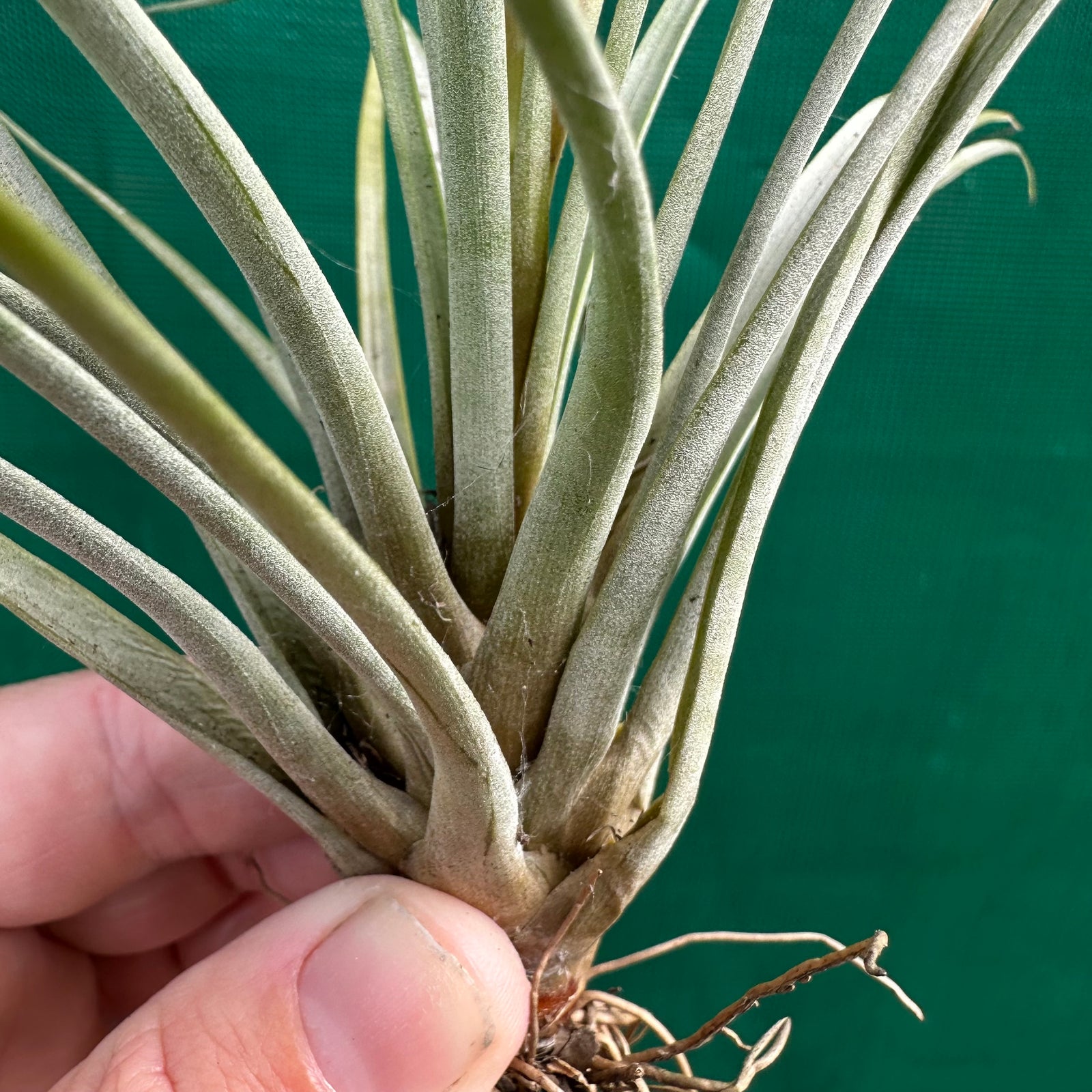 Tillandsia - minor