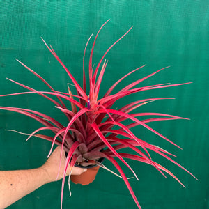 Tillandsia - capitata ‘Cuban Red’ ex. LK NEW
