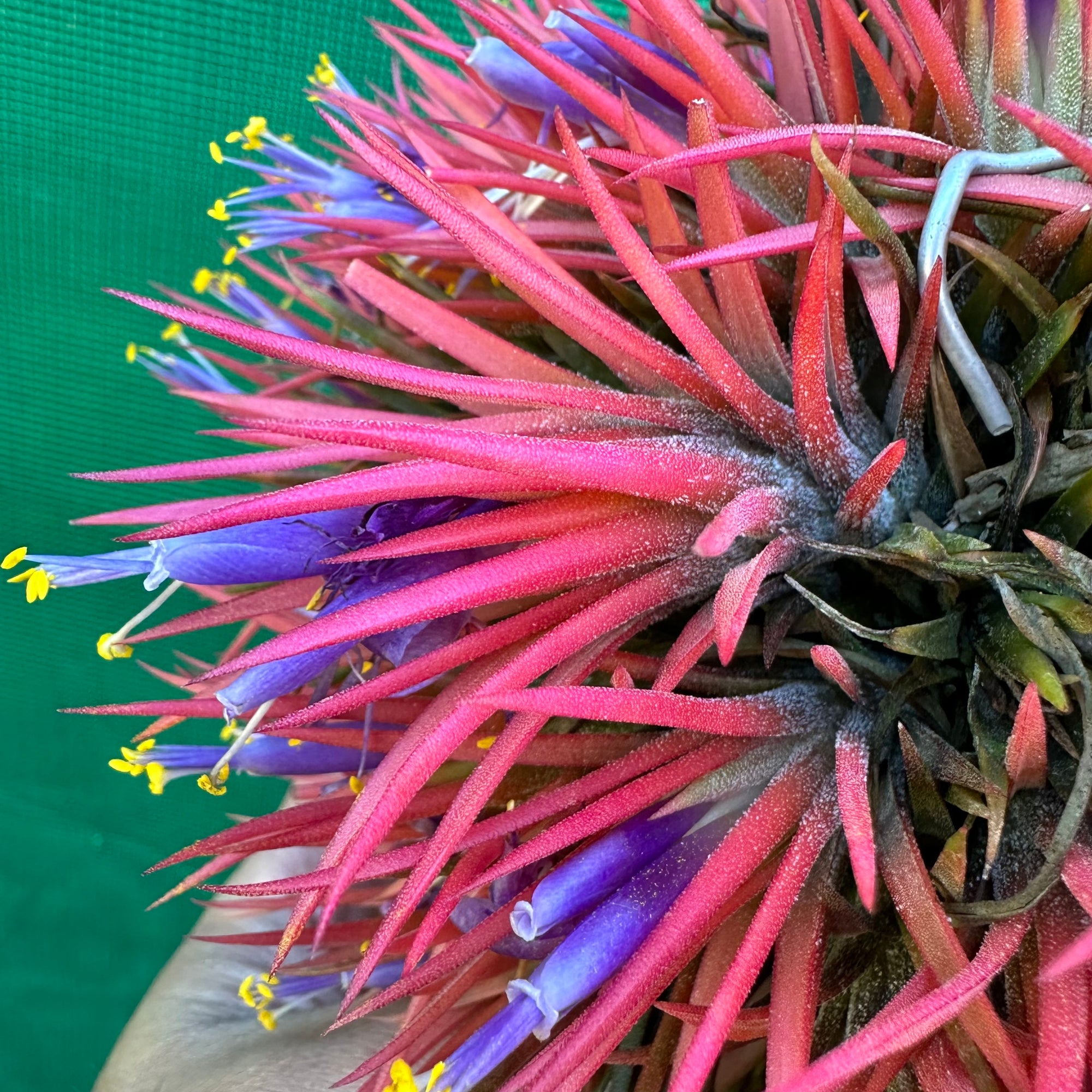 Tillandsia - ionantha ex. BK