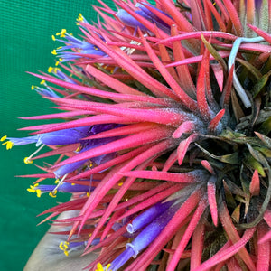 Tillandsia - ionantha ex. BK NEW
